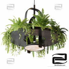 Hanging lamp with plants