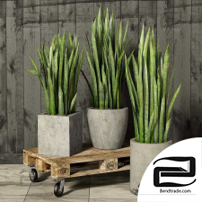 Indoor plants Sansevieria