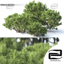 Bushes Pinus Mugo 20