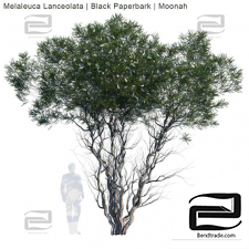 Melaleuca Lanceolata trees