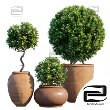 Mediterranean Outdoor Plants