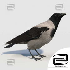 Living creatures Hooded Crow