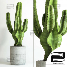 Cactus houseplants