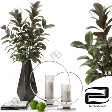 Decorative set with ficus branches Decor set with ficus branches 03