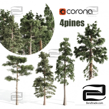 Trees Trees Pine 4