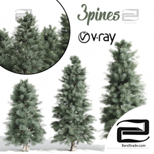 Trees Trees Pine