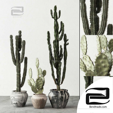 Indoor Plants Set of Cactuses