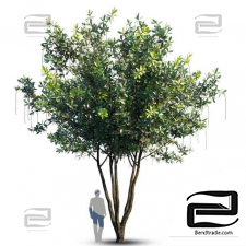 Barringtonia Acutangula Trees