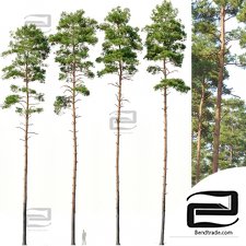 Trees Trees Pinus sylvestris 32