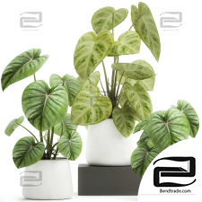 Philodendron Houseplants