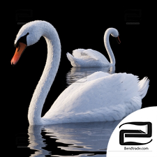Living creatures White Swan
