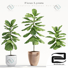 Plant Ficus Lyrata Plant Ficus Lyrata 69