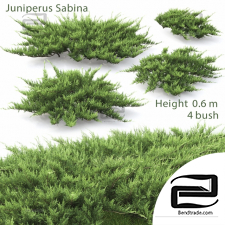 Bushes Juniperus Sabina
