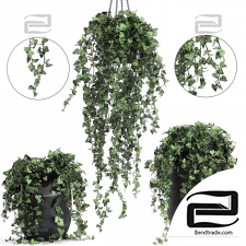 Hanging ivy indoor plants