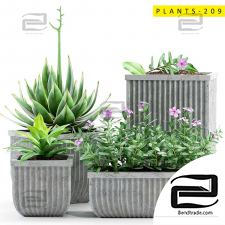 Indoor plants 523