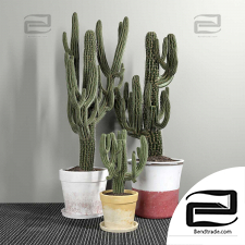 Indoor plants Cactuses Carnegiea