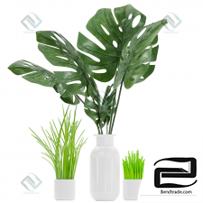 Plant Plant 153