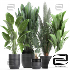 Indoor plants set 907