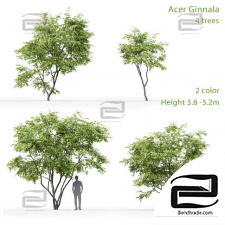 Acer Ginnala Trees