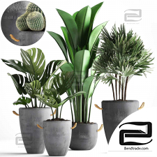 Indoor plants Collection 717