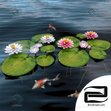 Water lily grass