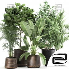 Indoor plants Collection 233