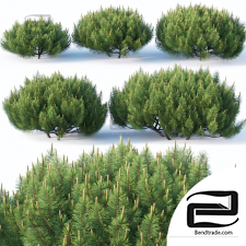 Bushes Pinus Mugo 4