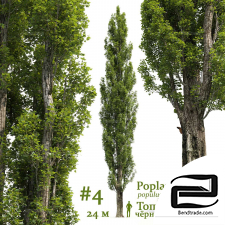 Poplar Trees