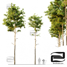 Trees Trees Pine 6