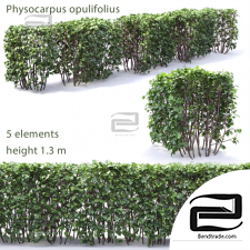 Bushes physocarpus Kalinolistny