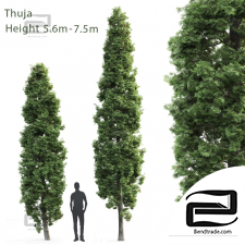 Trees Trees Thuja high