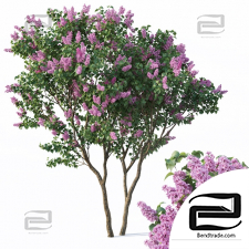 Trees Lilac Trees