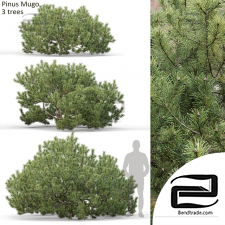 Bushes Pinus Mugo 2