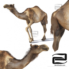 Living creatures Camel