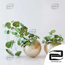 Indoor plants Pilea peperomioides