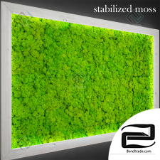 Stabilized moss Stabilized moss 01