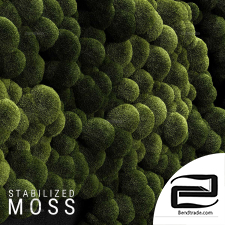 Moss 08 Phytostenes