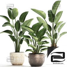 Houseplants banana palm 65