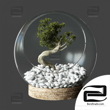 Indoor Plants Little Tree In Glass Globe