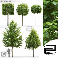 Tilia Trees