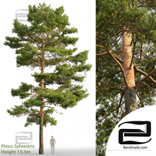 Trees Trees Pinus sylvestris 02