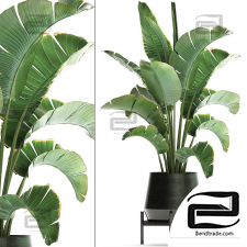 Indoor plants banana palm 47