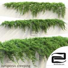 Street plants Street plants Juniperus creeping