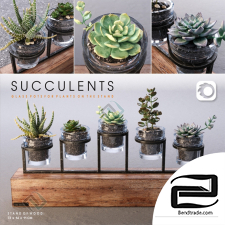 Succulents set Set of succulents 18