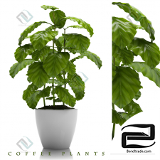 COFFEE PLANTS