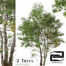 Platanus racemosa trees