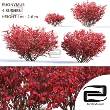 Euonymus Bushes 04