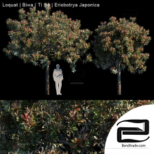Loquat Biwa Eriobotrya Japonica Trees