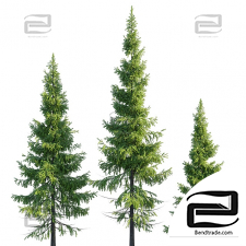 Trees Trees spruce 13