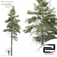 Trees Trees Scots pine 27